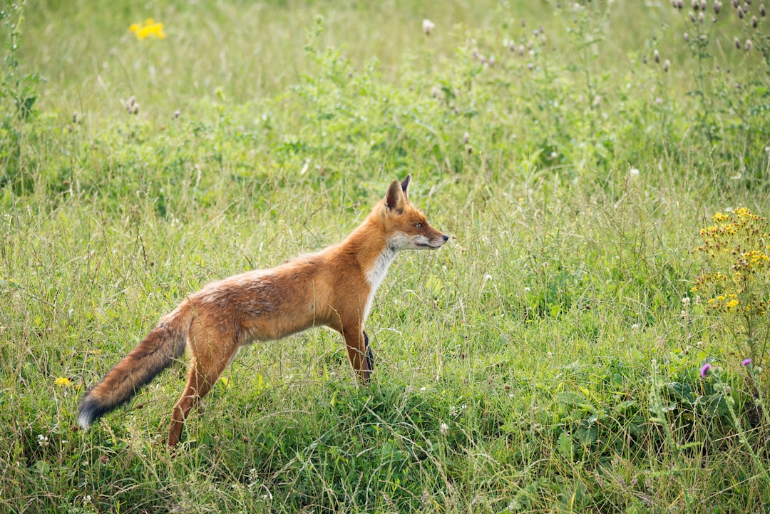 Photo Fennec fox